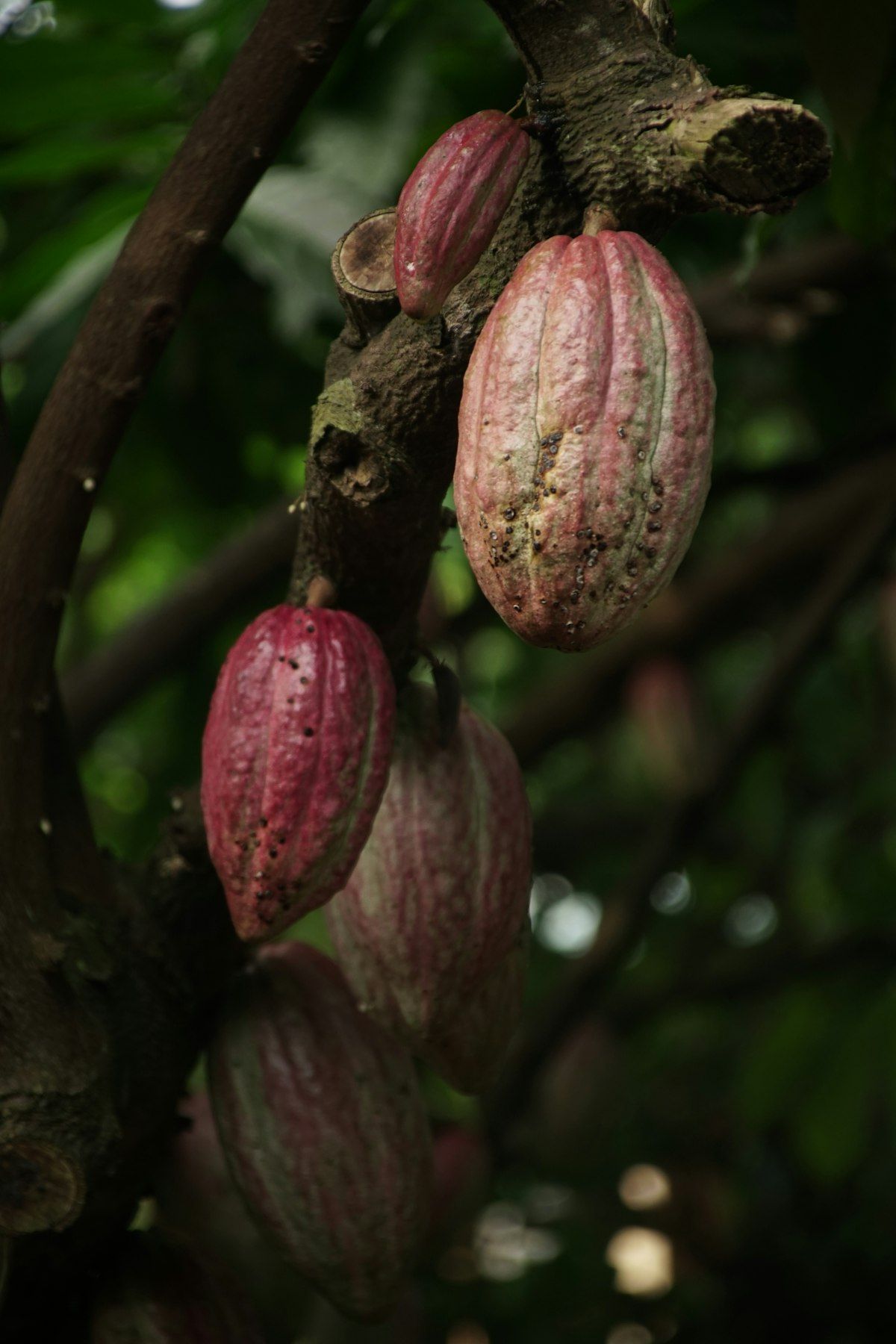 Cabosses de cacao rouges et vertes suspendues à une branche